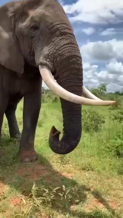 This Elephant has a better sense of humour than most people