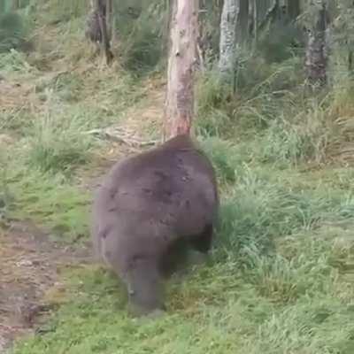 This Bear looks like he's ready for two hibernations.