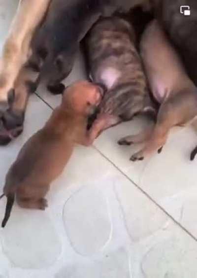 Какое странное молоко...