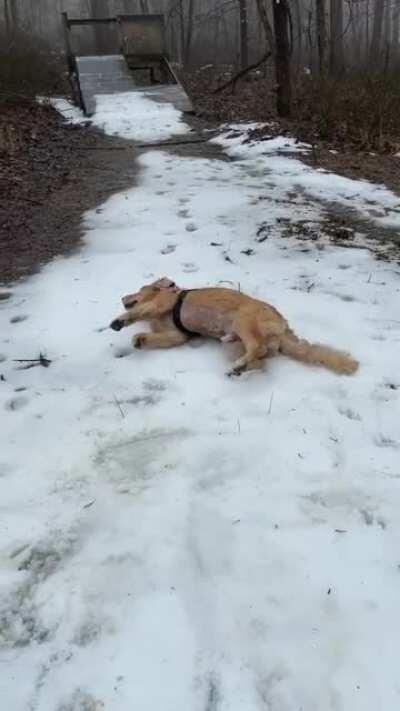 Hunter the Search Dog turns into a Polar Retriever after finding his subject.