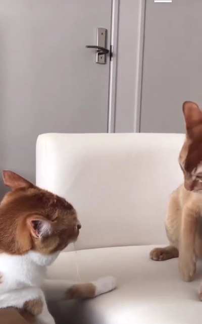 Patient cat finally decides he’s had enough