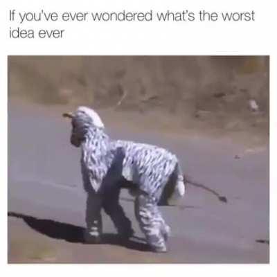 Dressing up as a zebra