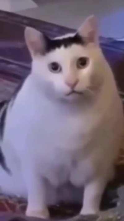 huh but this time is a cat