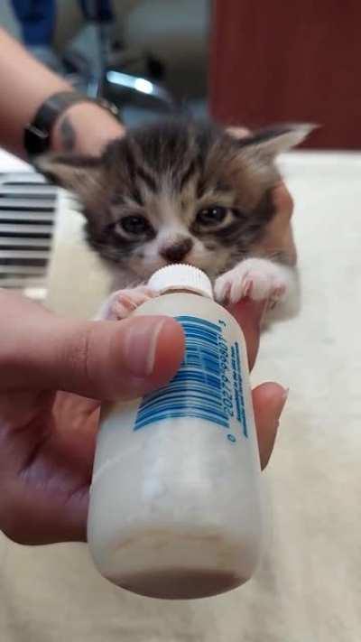 Feeding kitten at work