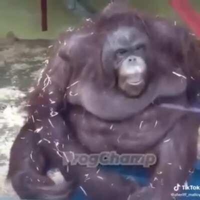 caida brutal de un soriano