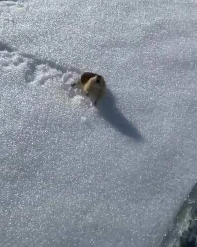 🔥 A skier encountering a highly territorial lemming on the slopes 🔥