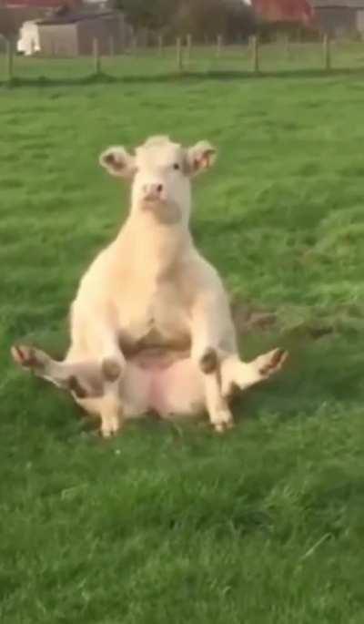 Cow’s got all the right mooves