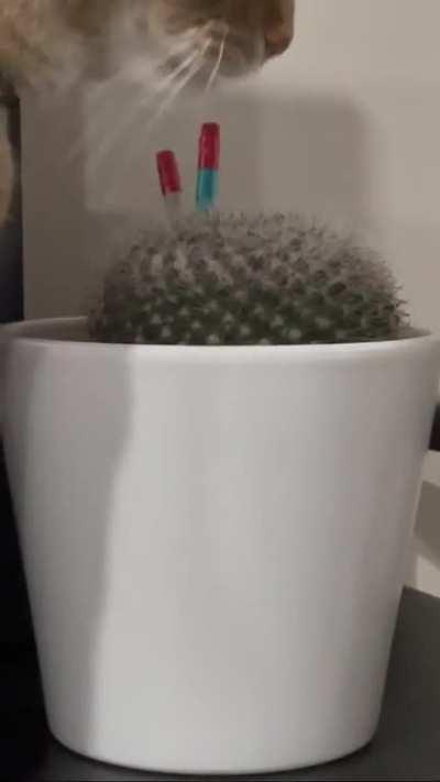 Cactus licker. My favourite part is the recoil and return.