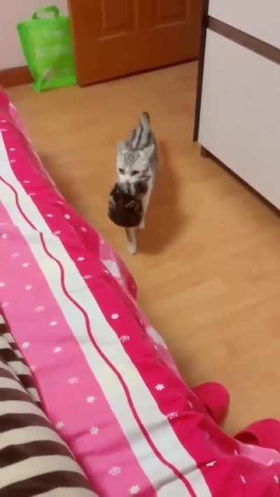 Cat mommy introduces her kittens to her human mom