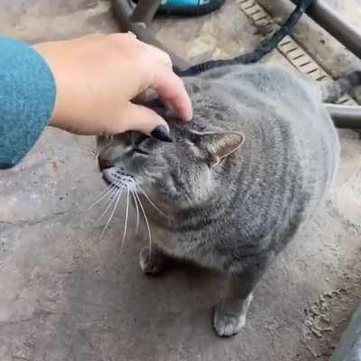Harvey gettin a good scritch