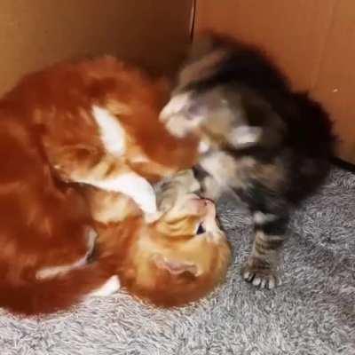 Beatrix ain't taking crap from her brothers today