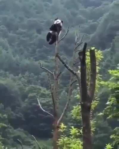 Panda hanging out high up