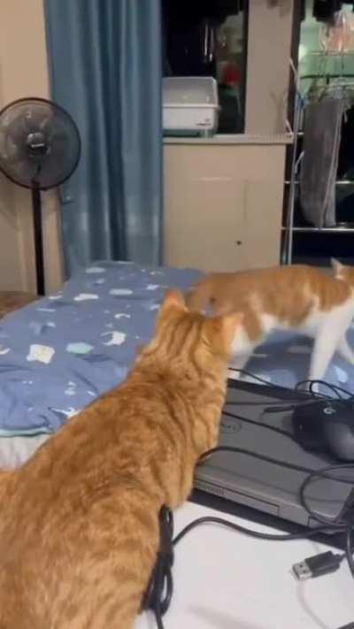 His meow is bigger than his slap.