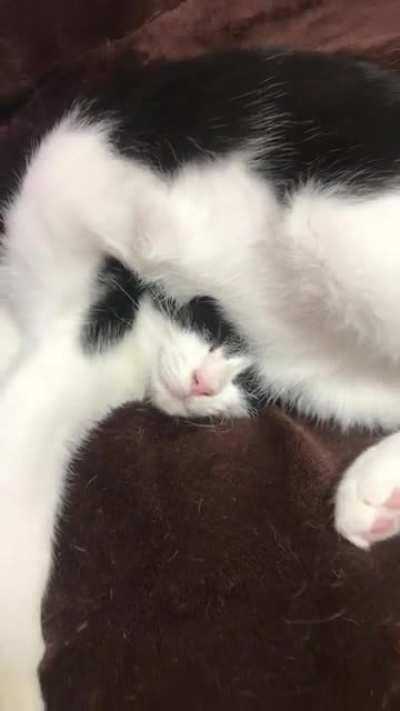 How does one put the back of their head on their stomach??