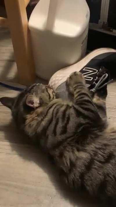 I just got home and took off these shoes… apparently, they need loved.