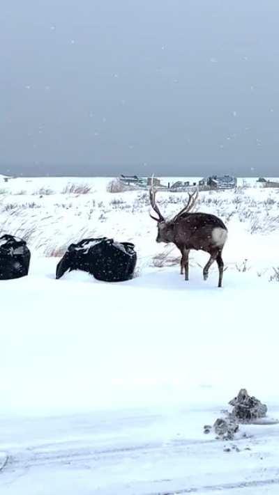 When a deer fight went wrong