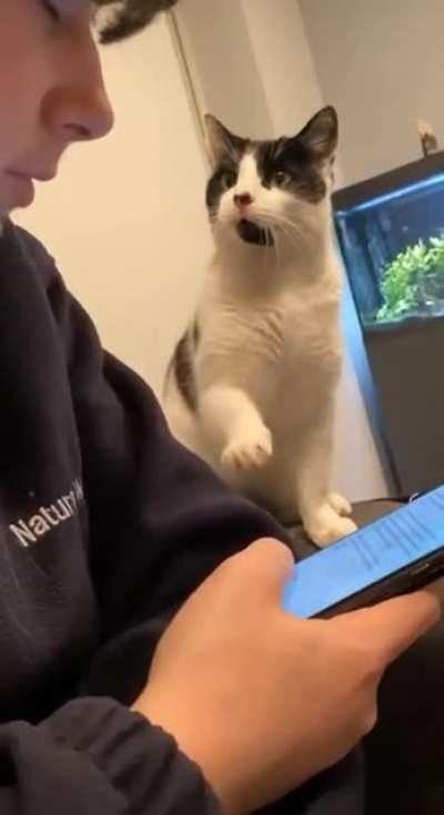 A really polite cat.