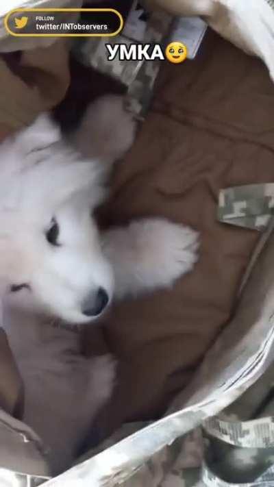 This adorable puppy called Umka found a new home with one of the defenders of Ukraine