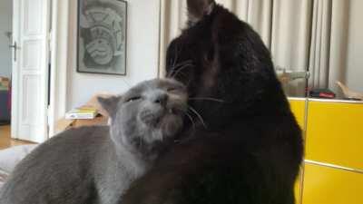 pure bliss by a proper ear lick