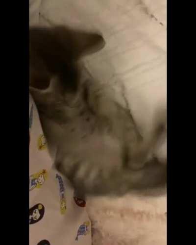 Kitty toy vanishes then freaks out~ 😌