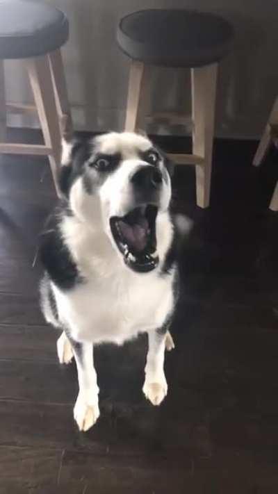 Husky Throws Ultimate Temper Tantrum