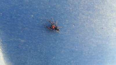 The Elegant Golden Jumping Spider