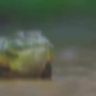 Frog enjoyers rise up