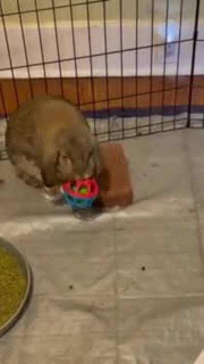 My boy Wicket having fun with his toy.