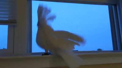 Just cockatoo things... Make sure your sound is on!