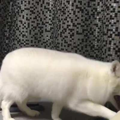 Yay foxxo does a foxxo bork!