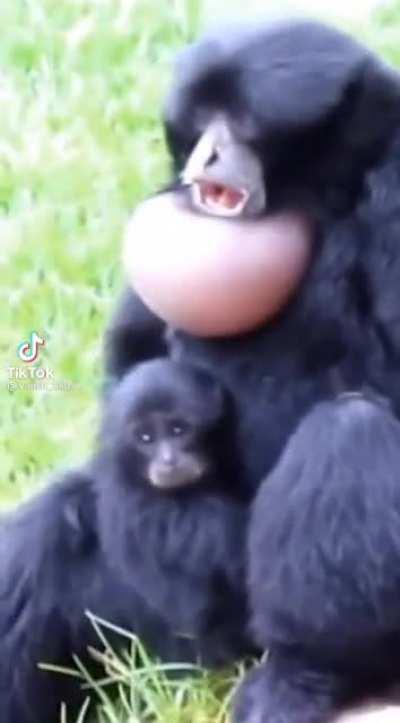 Mate calling attempt