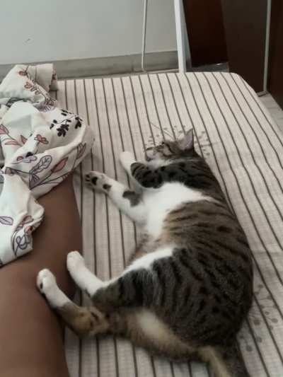 [OC] My cat, who doesn’t like physical touch