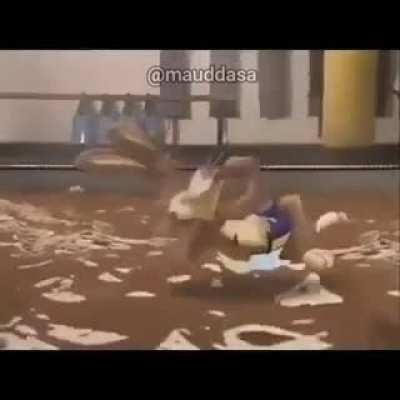 conejo culaio conejo culiao