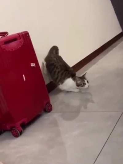 Catfight of the century