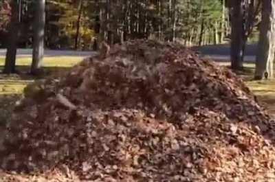 A Dog Who Loves To Jump Into Leaves! 😊