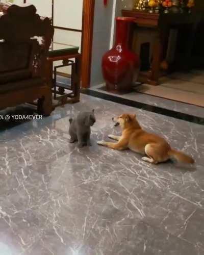 Dog's activity! What does the dog want to say?