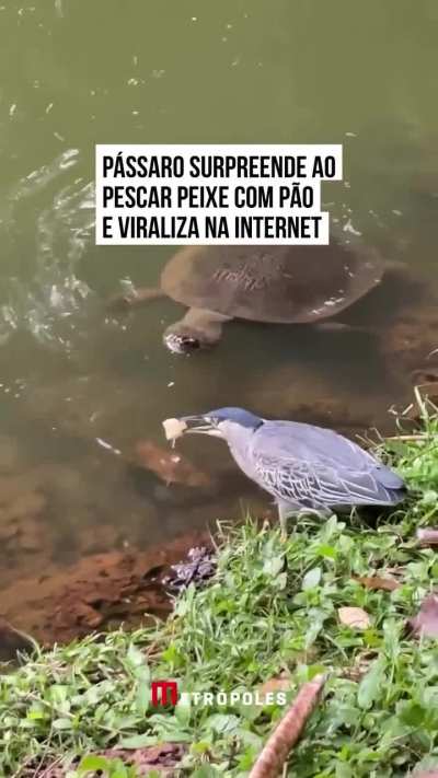 Bird fishing with bread