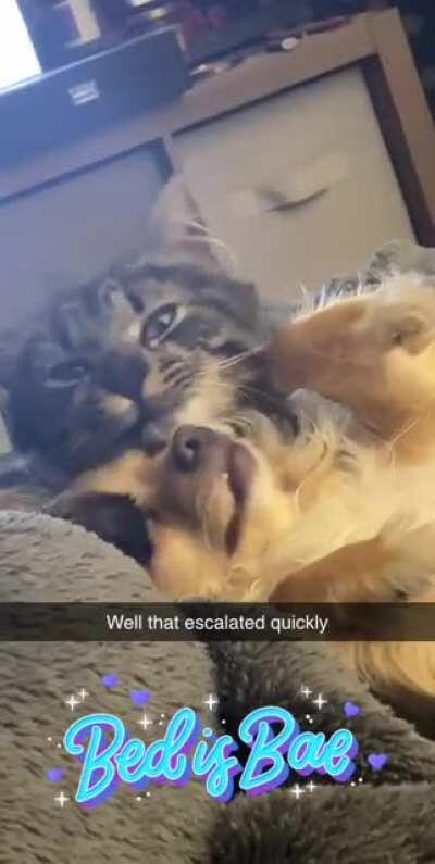 No animals were harmed in the making of this video 😹