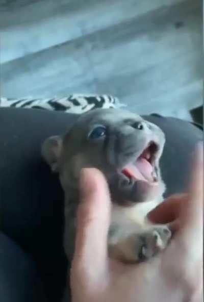 Sweet little guy. I think he needs a name !