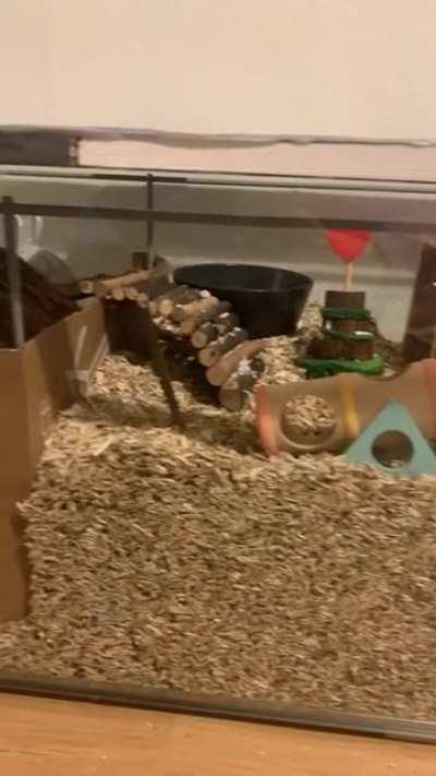 Upgraded Bibi to a Detolf :)