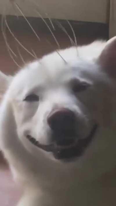 eViL hUmaN peRforMs oPeN bRaiN sUrgErY oN hELpLess dOg