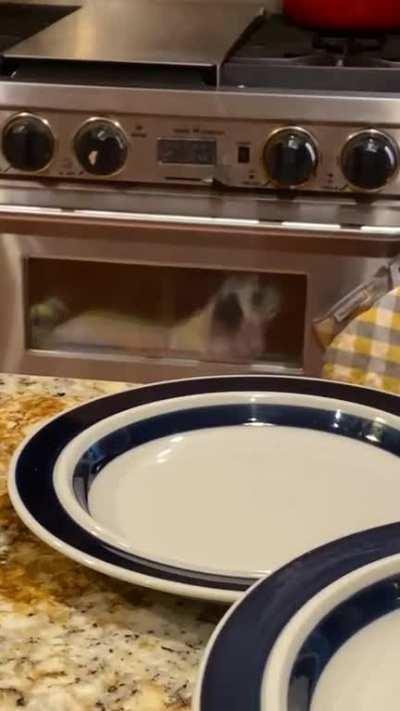 Legit thought our dog was in the oven