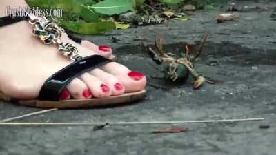 075_Marina Crawdad Crush