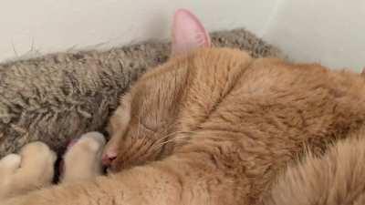 A wake up trill, plus a mini bonus trill