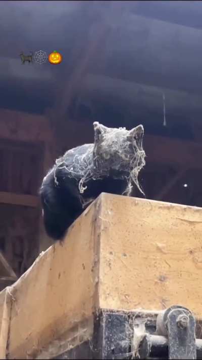 Best Natural halloween costume 🕸😸