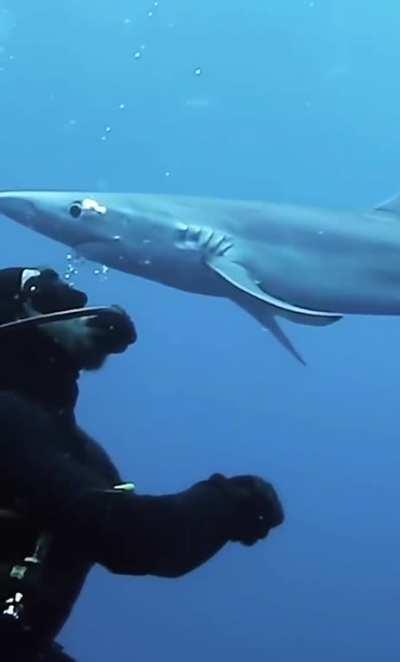 DeAdLy sHark atTACk CaUghT on CAmEra