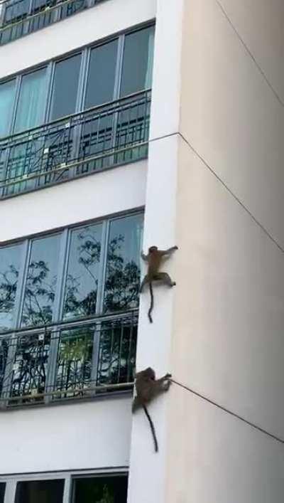 Springdale condo visitors keeping within the allowed gathering size of two per group