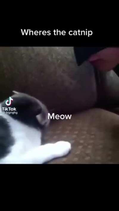 N&Atilde;O!! Deixa ele, ele n&atilde;o sabe de nada