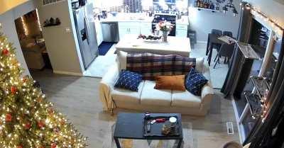 Merry Christmas everyone 🎄😸