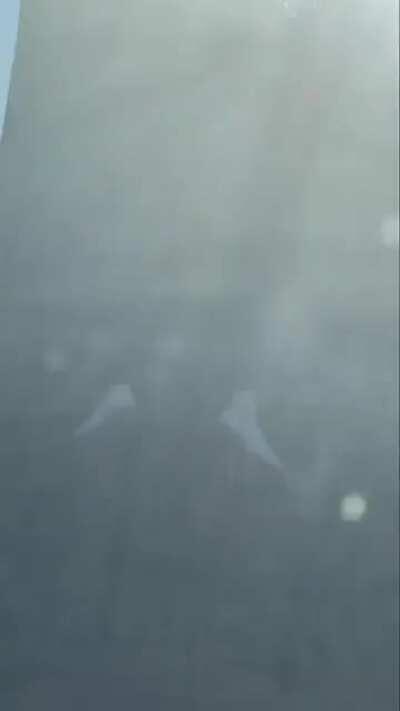 Stealing tangerine from a moving truck!